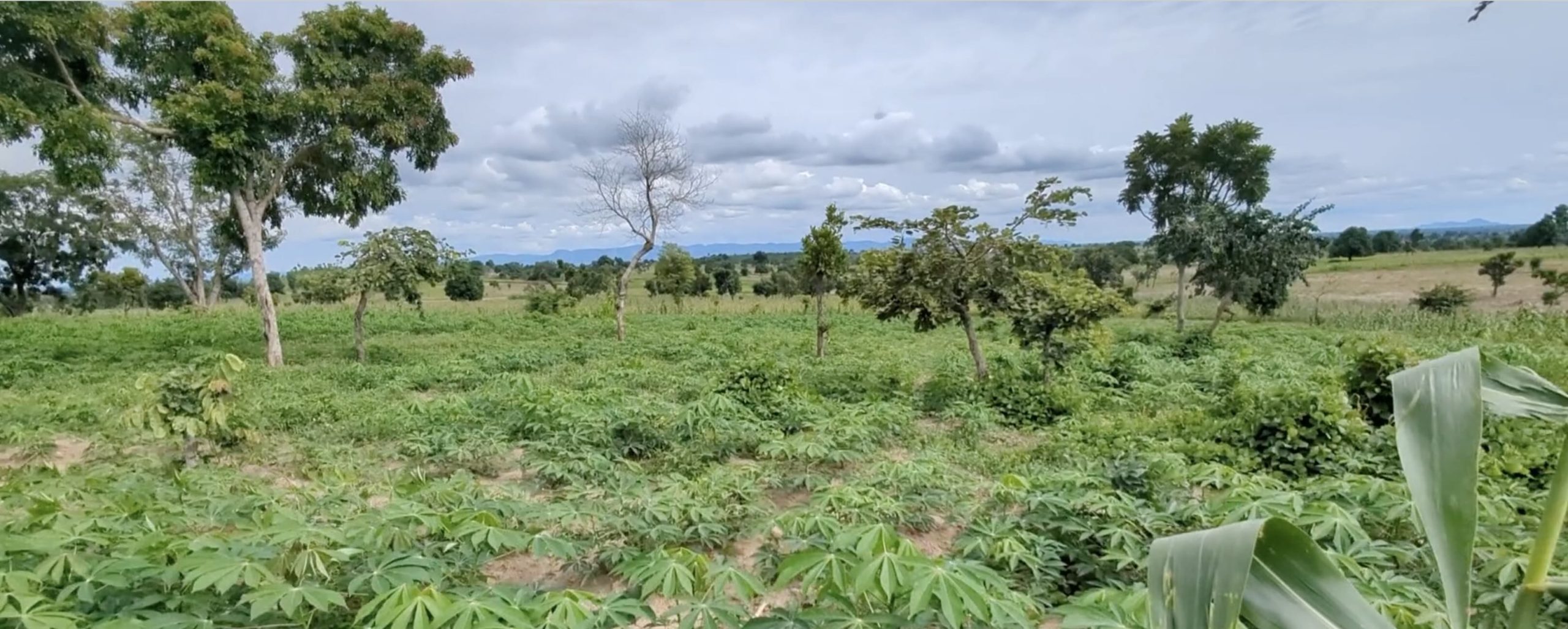 Sekyen Integrated Farms Abuja